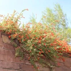Orange Carpet® Creeping Hummingbird Trumpet (Zauschneria) -Perennials Sales Store orange carpet creeping hummingbird trumpet zauschneria hanging garden flowers