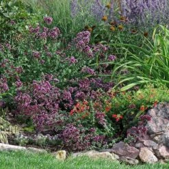 Rotkugel Ornamental Oregano -Perennials Sales Store origanum rotkugel web