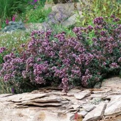 Rotkugel Ornamental Oregano -Perennials Sales Store origanum rotkugel 1 cropped web