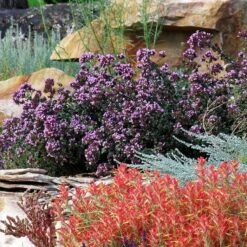 Rotkugel Ornamental Oregano -Perennials Sales Store origanum rotkugel 3 cropped web