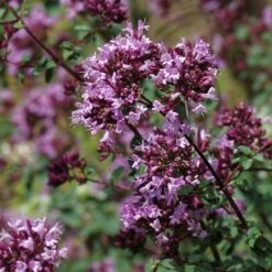 Rotkugel Ornamental Oregano -Perennials Sales Store origanum rotkugel close up cropped