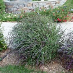 Ruby Ribbons® Prairie Switchgrass -Perennials Sales Store panicum virgatum ruby ribbons switchgrass 6 1