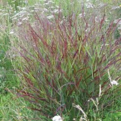 Shenandoah Switch Grass -Perennials Sales Store panicum shenandoah hni 01 cropped