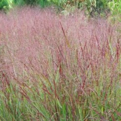Shenandoah Switch Grass -Perennials Sales Store panicum shenandoah hni 1 cropped