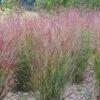 Shenandoah Switch Grass -Perennials Sales Store panicum shenandoah hni cropped
