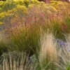 Ruby Ribbons® Prairie Switchgrass -Perennials Sales Store panicum virgatum ruby ribbons