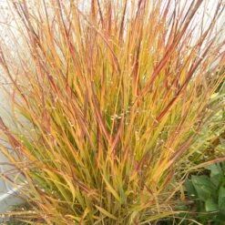 Ruby Ribbons® Prairie Switchgrass -Perennials Sales Store panicum virgatum ruby ribbons 2 1