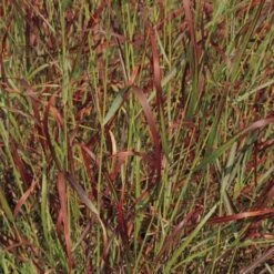 Shenandoah Switch Grass -Perennials Sales Store panicum virgatum shenandoah 74540 web 2 1