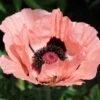 Princess Louise Oriental Poppy -Perennials Sales Store papaver orientale princess louise oriental poppy