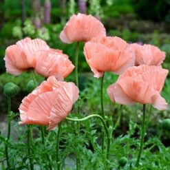 Princess Louise Oriental Poppy -Perennials Sales Store papaver orientale princess louise oriental poppy 2