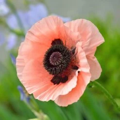 Princess Louise Oriental Poppy -Perennials Sales Store papaver orientale princess louise oriental poppy 3.jpg.crdownload