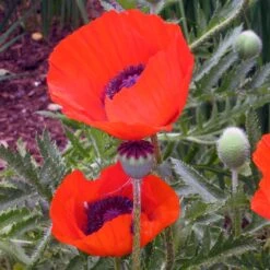 Perennials Sales Store -Perennials Sales Store papaver brilliant andrea ogden 3 1 1