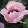 Coral Reef Oriental Poppy -Perennials Sales Store papaver orientale coral reef