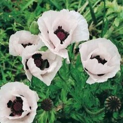 Royal Wedding Oriental Poppy -Perennials Sales Store papaver orientale royal wedding 1