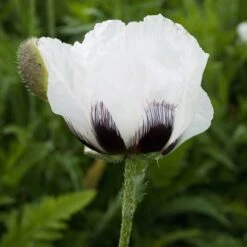 Royal Wedding Oriental Poppy