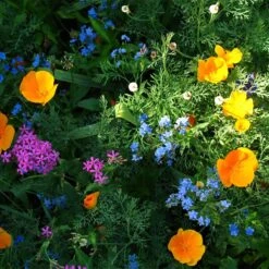 Partial Shade Wildflower Seed Mix -Perennials Sales Store partial shade wildflower mix 1