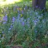 Partial Shade Wildflower Seed Mix -Perennials Sales Store partialshademix 2