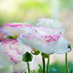 Perennials Sales Store -Perennials Sales Store pastel ranunculus mix pastel persian buttercup mix garden profile