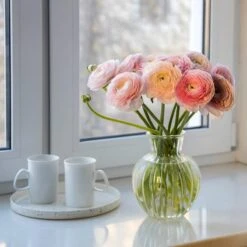Pastel Ranunculus Mix -Perennials Sales Store pastel ranunculus mix pastel persian buttercup mix window still vase