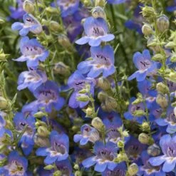 Blue Lips Penstemon -Perennials Sales Store penstemon blue lips beardtongue