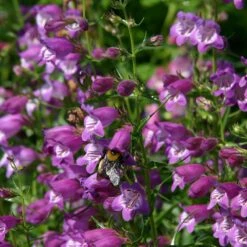 Pike's Peak Purple® Penstemon -Perennials Sales Store penstemon mexicali pikes peak flowers pollinator