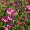 Red Rocks® Penstemon -Perennials Sales Store penstemon mexicali red rocks 75796p 2