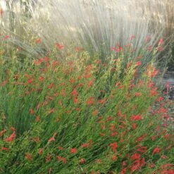 Pineleaf Penstemon -Perennials Sales Store penstemon pinifolious with nassella cropped