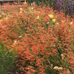 Luminous Pineleaf Penstemon -Perennials Sales Store penstemon pinifolius luminous