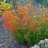 Luminous Pineleaf Penstemon -Perennials Sales Store penstemon pinnifolius luminous cc 1 2