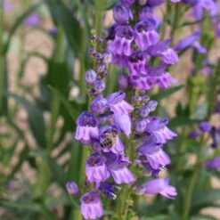 Rocky Mountain Penstemon -Perennials Sales Store penstemon strictus 2