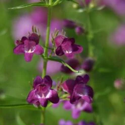 Pike's Peak Purple® Penstemon -Perennials Sales Store penstemon x mexicali pikes peak purple pathayward plant select cropped