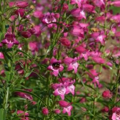 Red Rocks® Penstemon -Perennials Sales Store penstemon x mexicali red rocks 21 plant select 1
