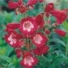 Rubycunda Penstemon -Perennials Sales Store penstemon barbatus rubycunda 75802 web