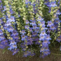Blue Lips Penstemon -Perennials Sales Store penstemon blue lips 78798 1 web