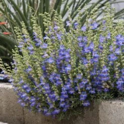 Blue Lips Penstemon -Perennials Sales Store penstemon blue lips 78798 2 web