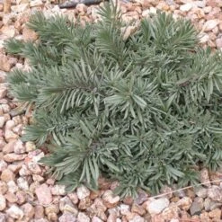 Blue Lips Penstemon -Perennials Sales Store penstemon blue lips 78798 3 web