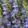 Blue Lips Penstemon -Perennials Sales Store penstemon blue lips 78798 4 web