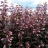 Dark Towers Penstemon -Perennials Sales Store penstemon dark towers 1b