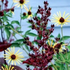 Dark Towers Penstemon -Perennials Sales Store penstemon dark towers 3b
