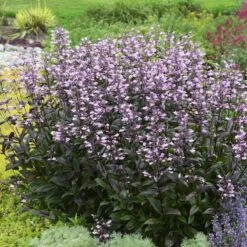 Dark Towers Penstemon -Perennials Sales Store penstemon dark towers walters gardens cropped
