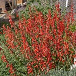 Firecracker Penstemon Richfield Strain -Perennials Sales Store penstemon eatonii richfield ut in flwrcc cropped