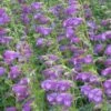 Pike's Peak Purple® Penstemon -Perennials Sales Store penstemon pikes peak purple 75797 web