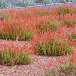 Compact Pineleaf Penstemon -Perennials Sales Store penstemon pinifolius compactum agave neomexicana cropped