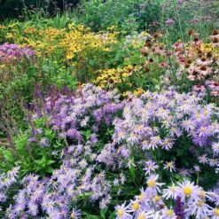 High Country Meadow Native Wildflower Seed Mix -Perennials Sales Store perennial garden hcg native mix