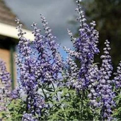 Lacey Blue Russian Sage -Perennials Sales Store perovskia atriplicifolia lacy blue 76615 2 web