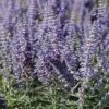 Lacey Blue Russian Sage -Perennials Sales Store perovskia atriplicifolia lacy blue 76615 3 web