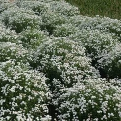 Peter Cottontail Yarrow -Perennials Sales Store peter cottontail yarrow 4 4
