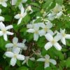Desert Snow Mock Orange (Philadelphus) -Perennials Sales Store philadelphus microphyllus desert snow