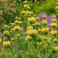 Hardy Jerusalem Sage (Phlomis) -Perennials Sales Store phlomis russeliana lampwick plant jerusalum sage 2