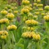 Hardy Jerusalem Sage (Phlomis) -Perennials Sales Store phlomis russeliana lampwick plant jerusalum sage 3
